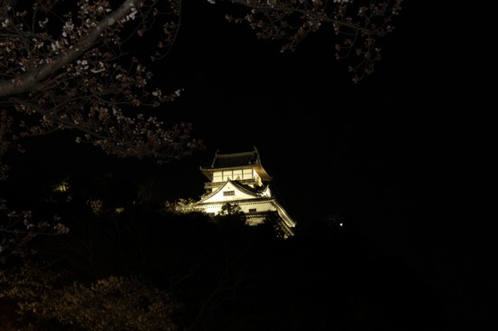 樱花夜映犬山城 徐粤春 摄